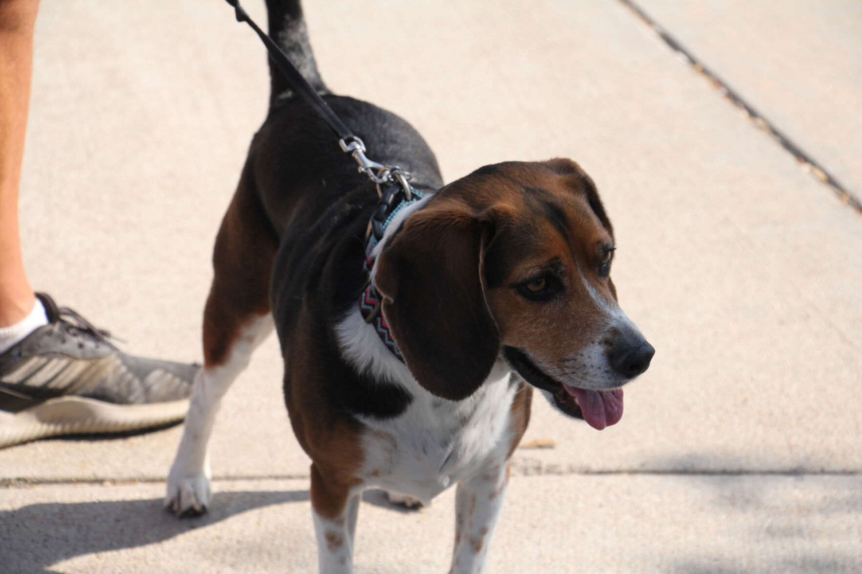 PHOTOS: Pet Blessing